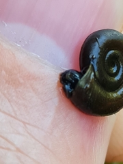 Planorbis planorbis