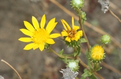 Grindelia hallii