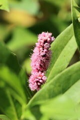 Persicaria amphibia