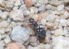 Alydidae