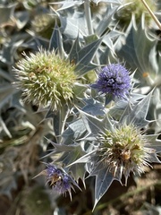 Eryngium maritimum