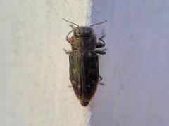 Chrysobothris viridiceps