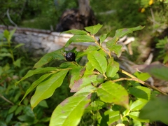 Vaccinium membranaceum