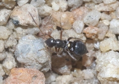Alydidae