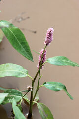 Persicaria amphibia