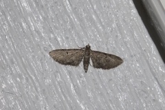 Eupithecia miserulata