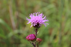 Liatris scariosa