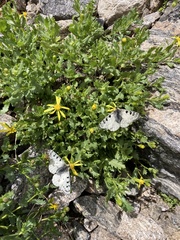 Parnassius smintheus