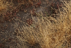 Deschampsia danthonioides