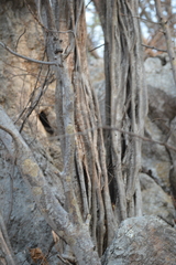 Haematoxylum brasiletto