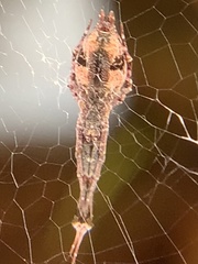 Uloborus glomosus