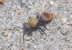 Dasymutilla coccineohirta