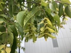 Carpinus caroliniana