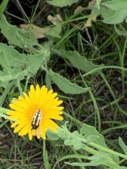 Acmaeodera scalaris
