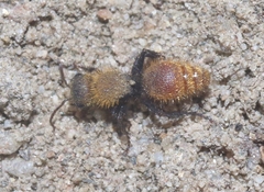 Dasymutilla coccineohirta
