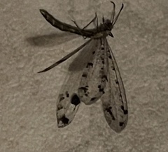 Dendroleon obsoletus