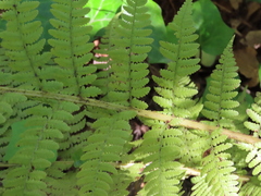 Athyrium filix-femina