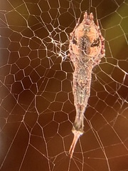 Uloborus glomosus
