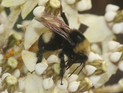 Bombus crotchii