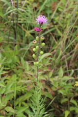 Liatris scariosa