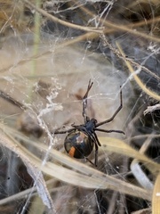 Latrodectus hasselti