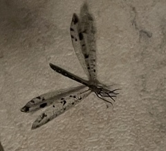 Dendroleon obsoletus