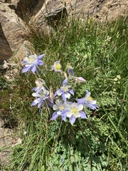 Aquilegia coerulea