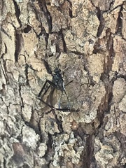 Pelecinus polyturator