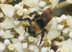 Bombus crotchii