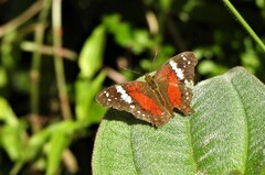 Anartia amathea