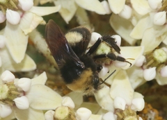 Bombus crotchii