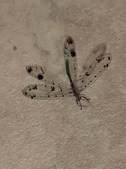 Dendroleon obsoletus