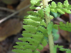 Athyrium filix-femina