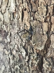 Pelecinus polyturator