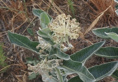 Asclepias eriocarpa