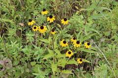 Rudbeckia triloba