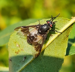 Chrysops relictus