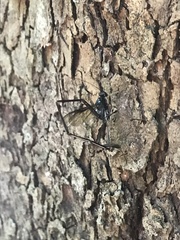 Pelecinus polyturator