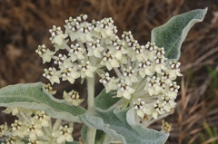 Asclepias eriocarpa