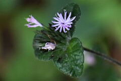 Elephantopus tomentosus