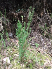 Erica lusitanica