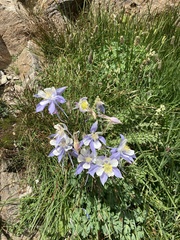 Aquilegia coerulea