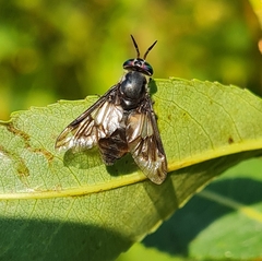 Chrysops relictus
