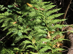 Athyrium filix-femina