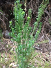 Erica lusitanica