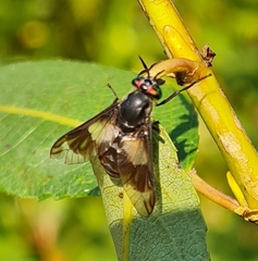 Chrysops relictus
