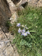 Aquilegia coerulea