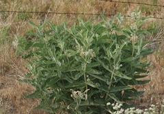 Asclepias eriocarpa