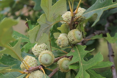 Quercus macrocarpa