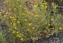 Grindelia hallii